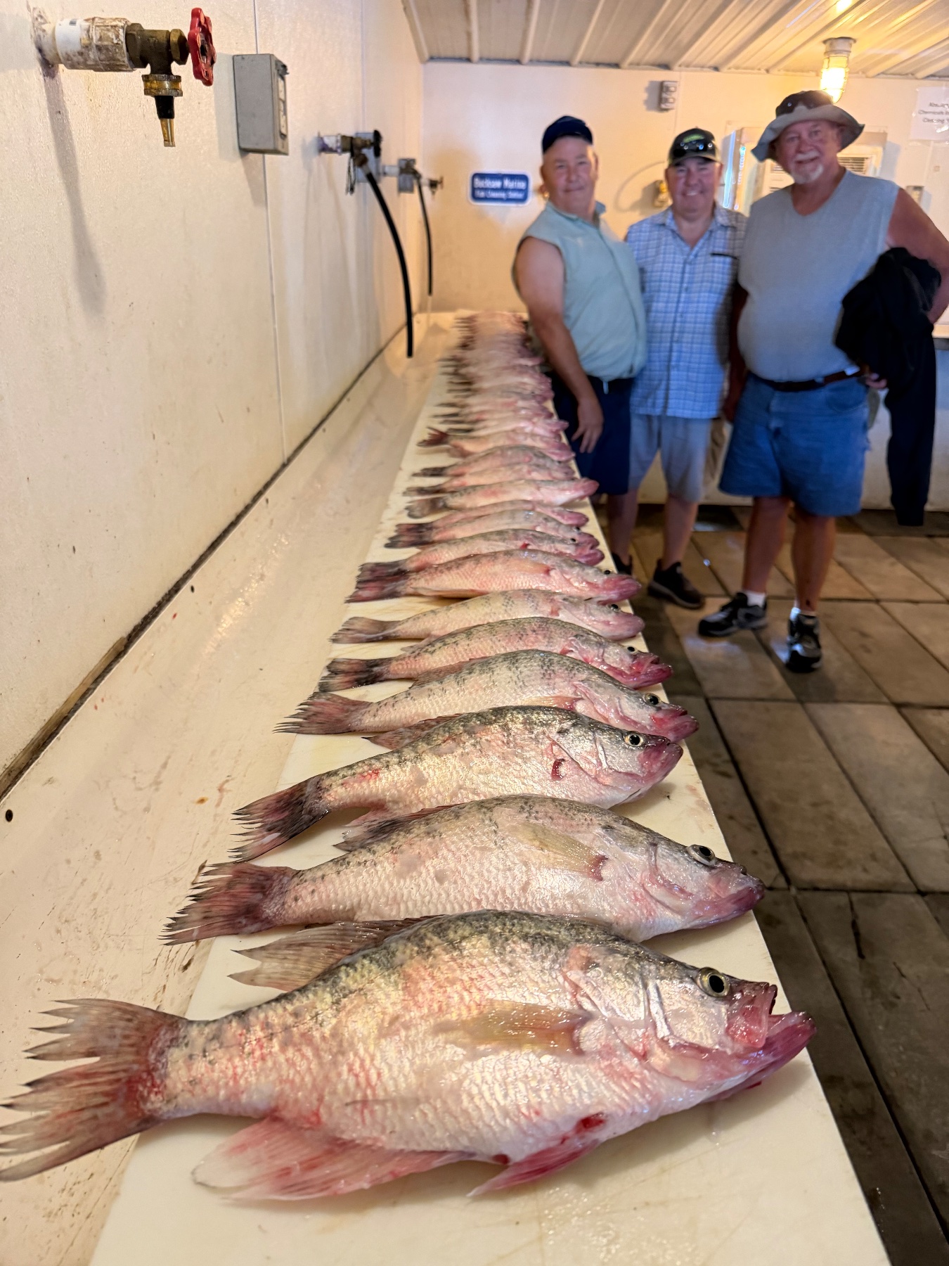 Upper Grand Channel Crappie and Catfish on Cut Shad