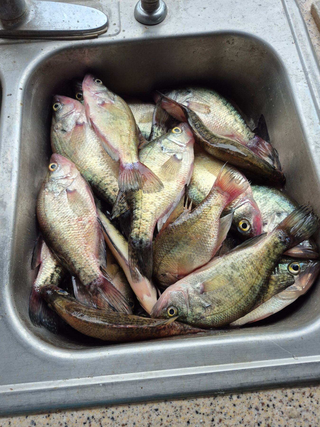 Good Conservation Bed Bite on Osage Arm with Minnows