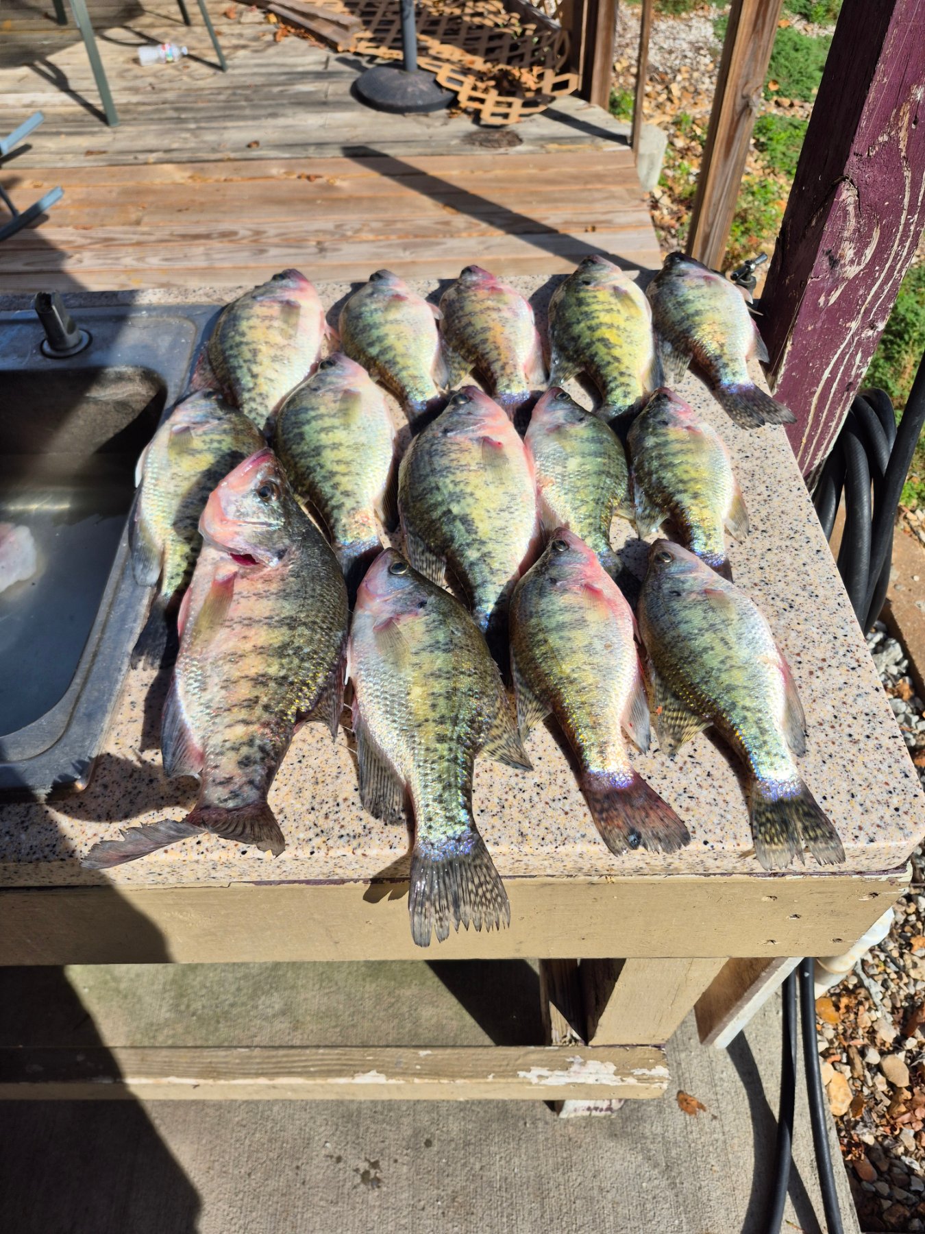 Hardwood Structure Bite Produces Good Crappie Morning