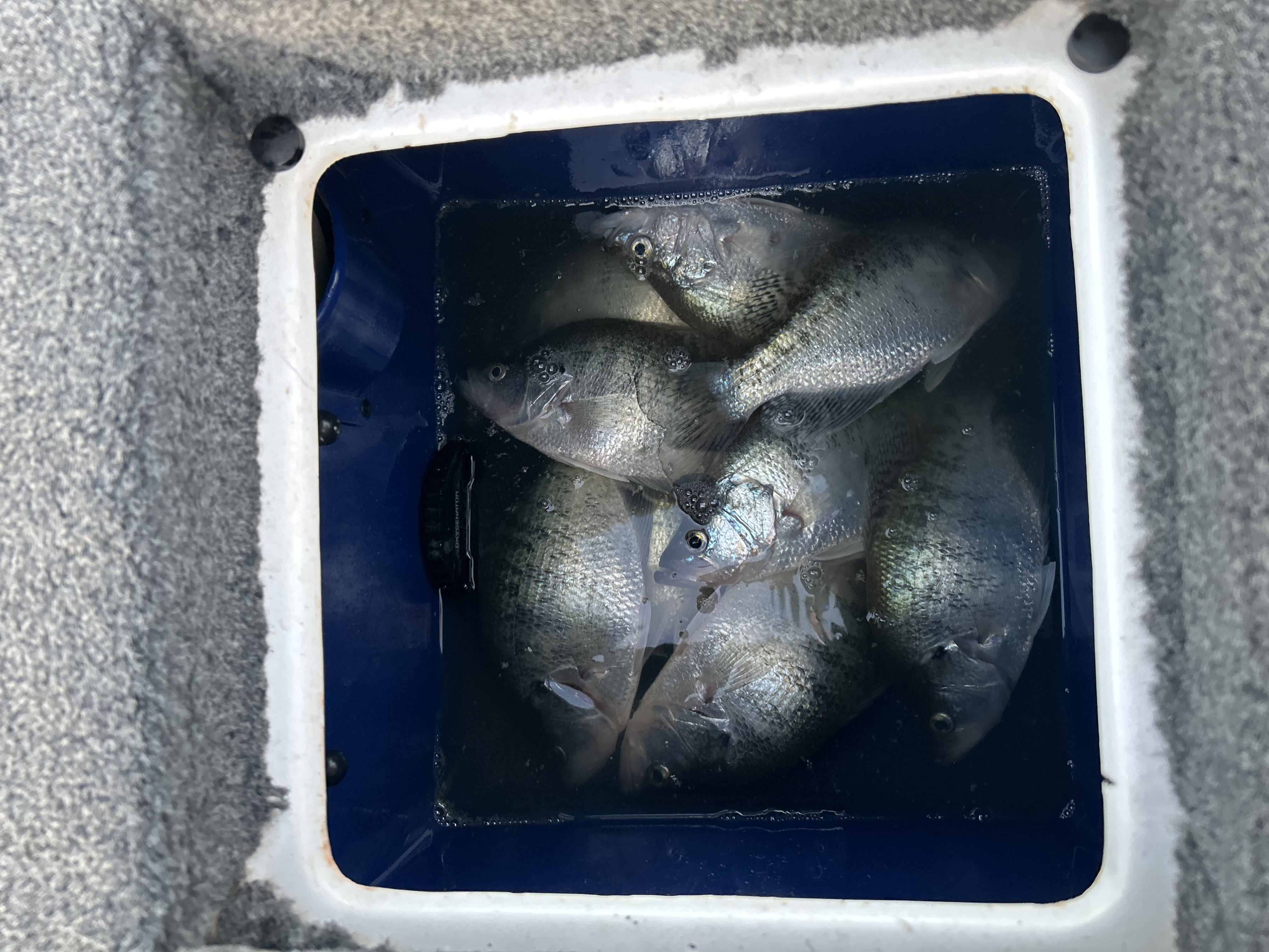 Tough Main Channel Crappie Bite on the Grand Arm
