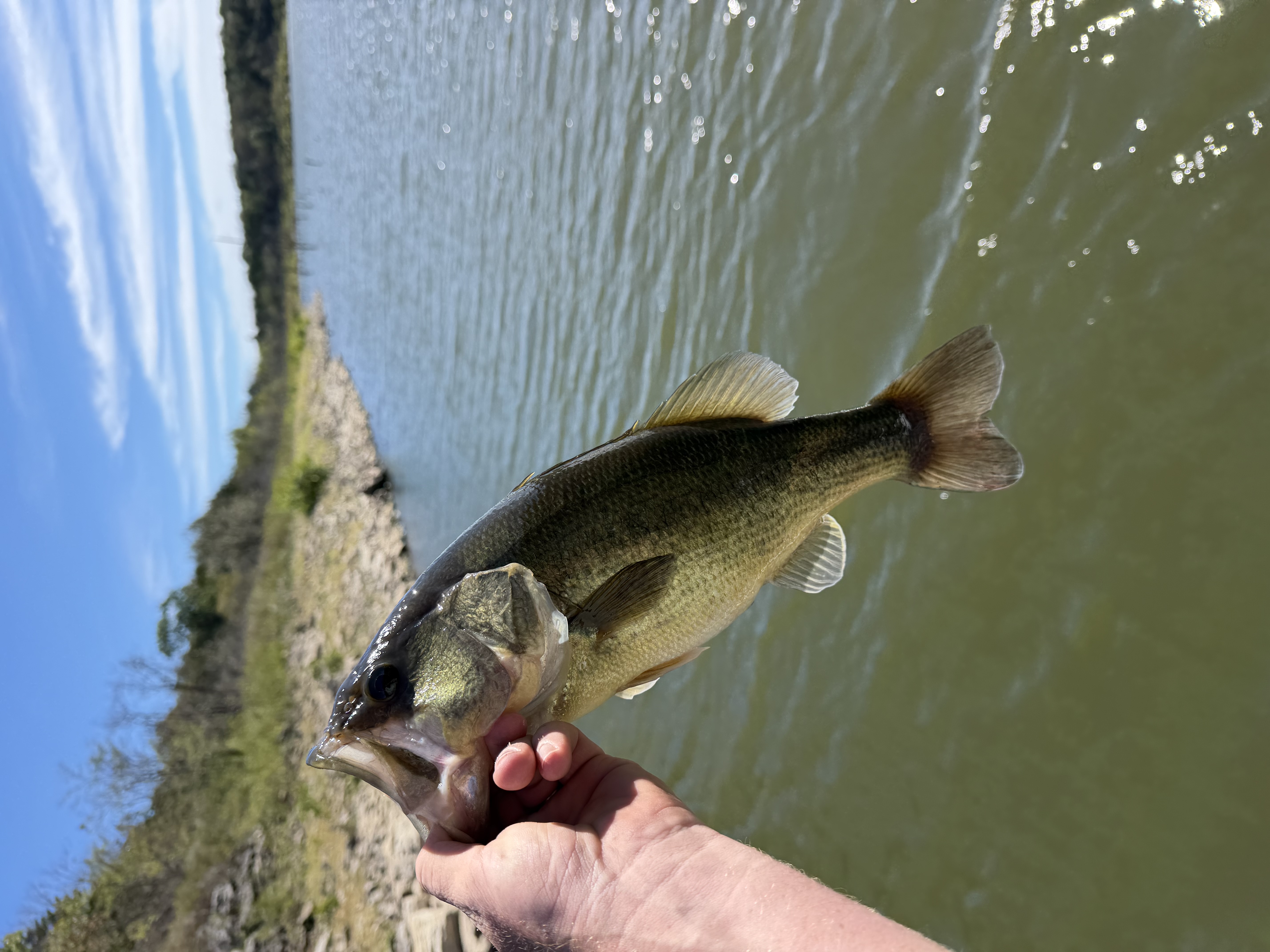 Shallow Spinnerbait Bite in Grand Arm Creeks
