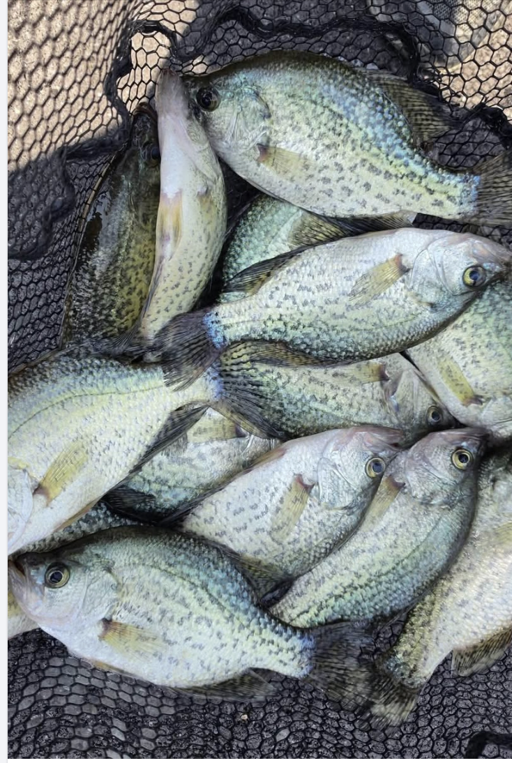 Angler holding a largemouth bass caught on Bull Shoals Lake