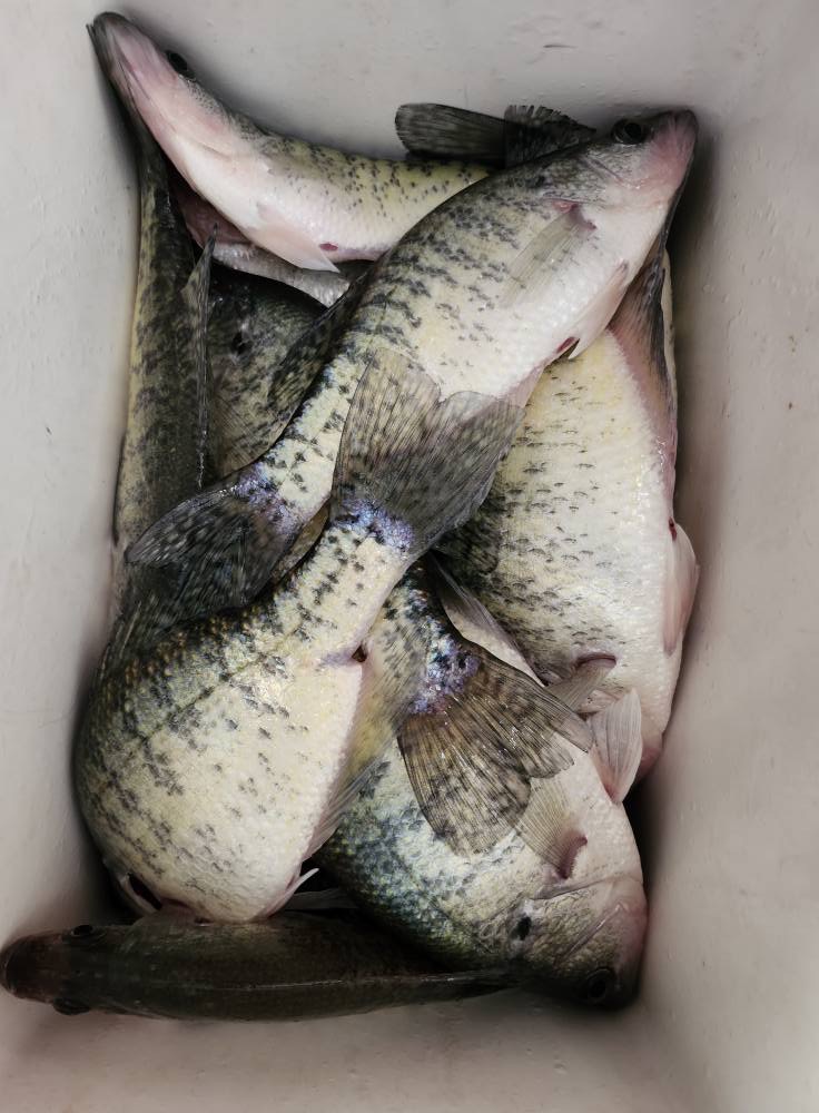 3/25/25 Jack Vanderpool targets crappie roaming around timber